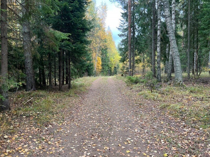Metsän hiljaisuus on katoamassa – miksi älykello kannattaa jättää kotiin
