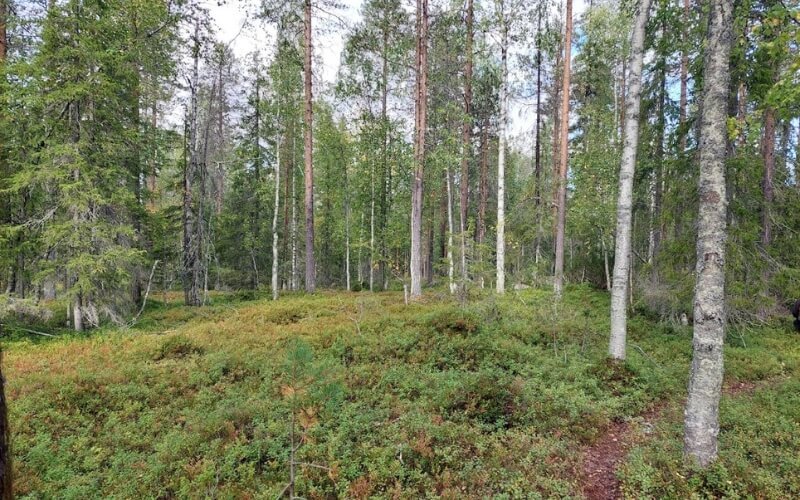 Mitä tehdä, jos eksyt vaelluksella? Näin toimit rauhallisesti ja löydät takaisin reitille