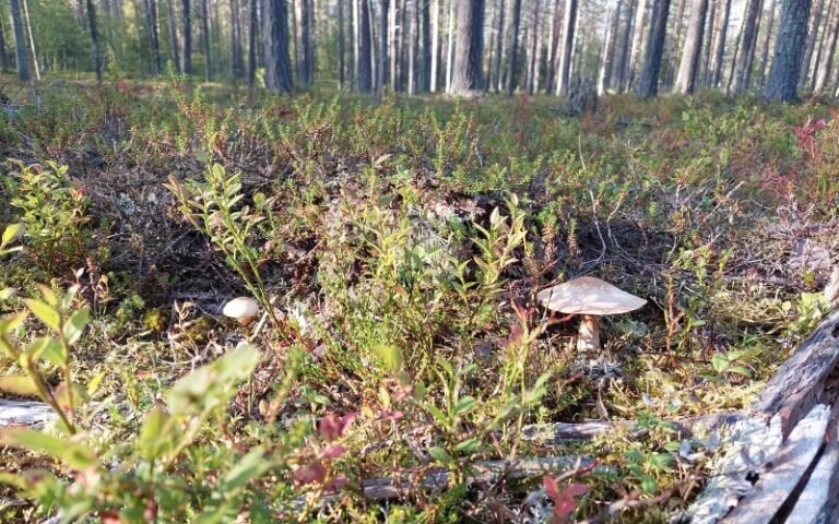 Metsänpohjaa ja mäntymetsää retkeilymaastossa