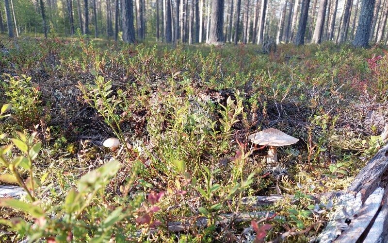 Ruijanpolku: historiallinen vaellusreitti Sompiosta Saariselälle