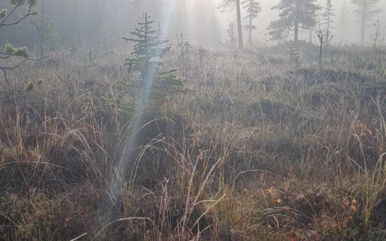 Usvainen metsämaisema